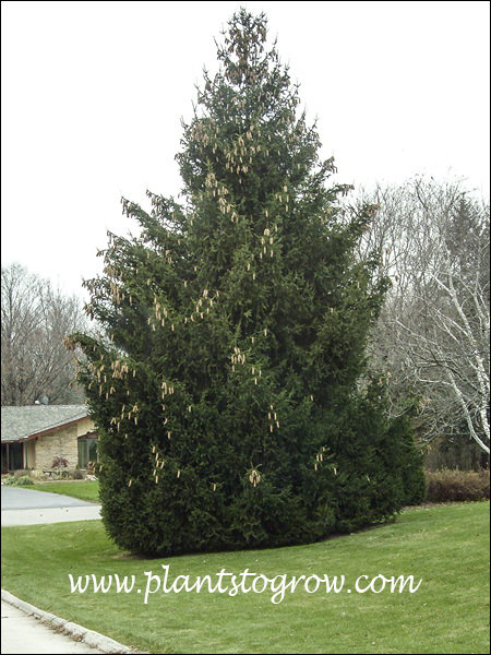 This Norway Spruce is over 35 years old as of 2016.